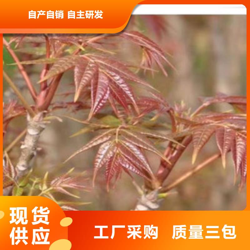 【香椿苗】花椒苗实体厂家大量现货