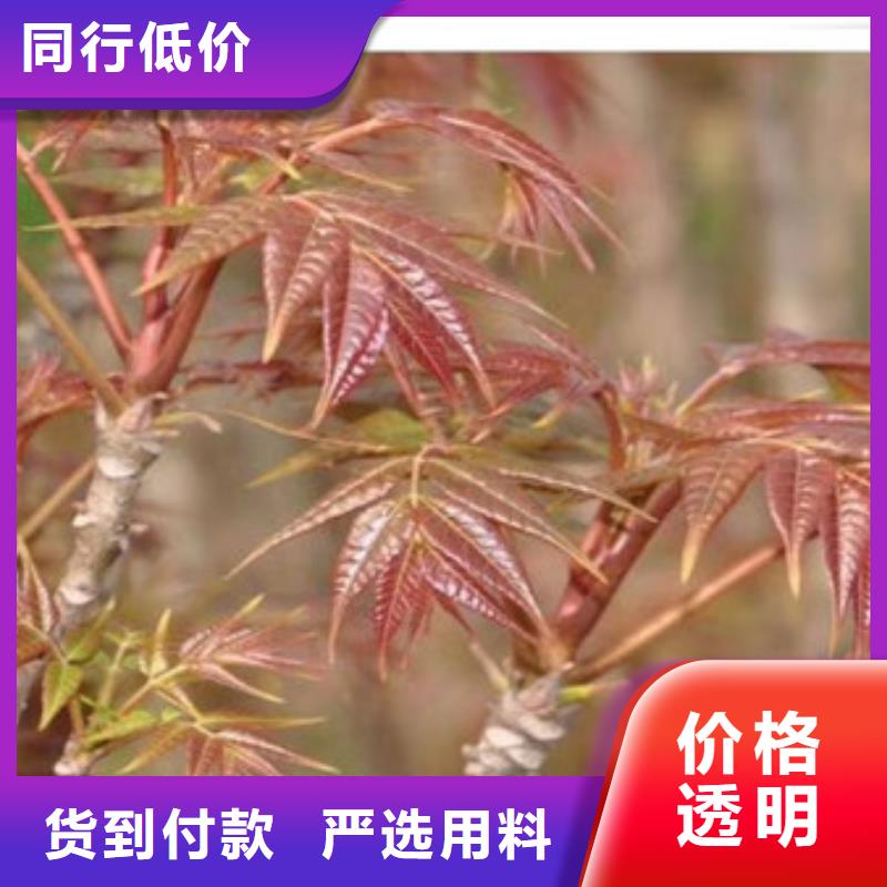 香椿苗【蓝莓苗】种类多质量好