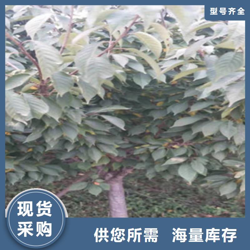 【樱花占地果树制造厂家】