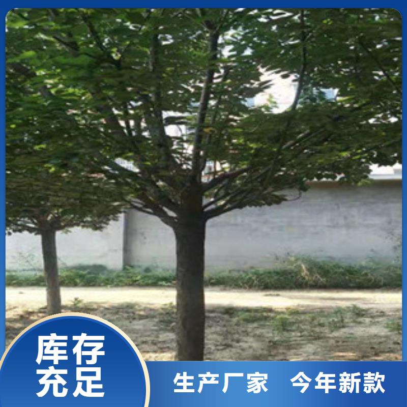 【樱花】_钙果苗好品质经得住考验
