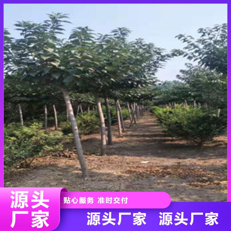 樱花蓝莓苗48小时发货