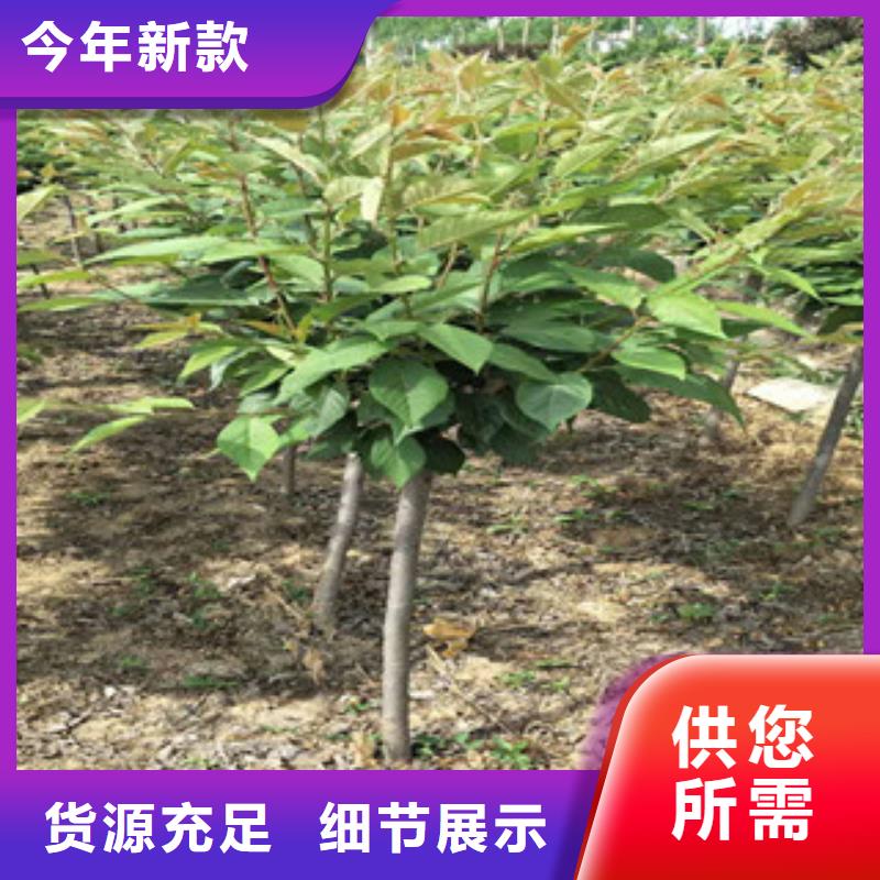 樱花蓝莓苗一手价格