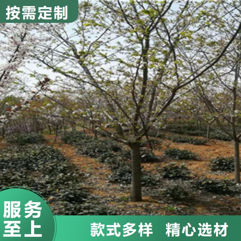 樱花核桃苗樱花苗长果桑树苗用心做品质