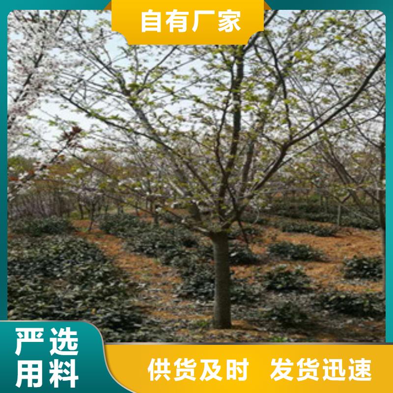 樱花-【绿化树 绿化工程】信誉至上【正家】