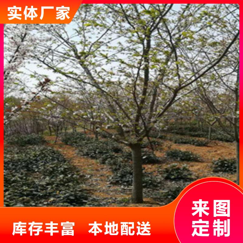 樱花占地果树产地货源
