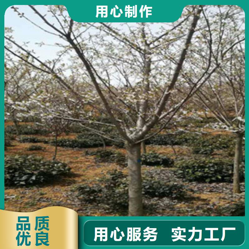物美价优【樱花】_钙果苗好品质经得住考验-同城大库存无缺货危机_客户案例