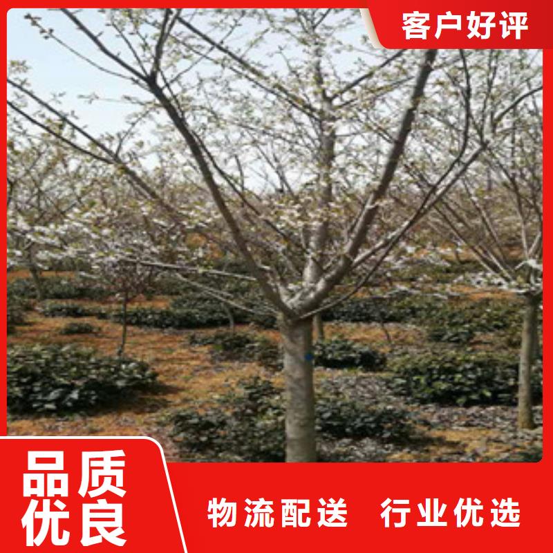 【樱花占地果树制造厂家】