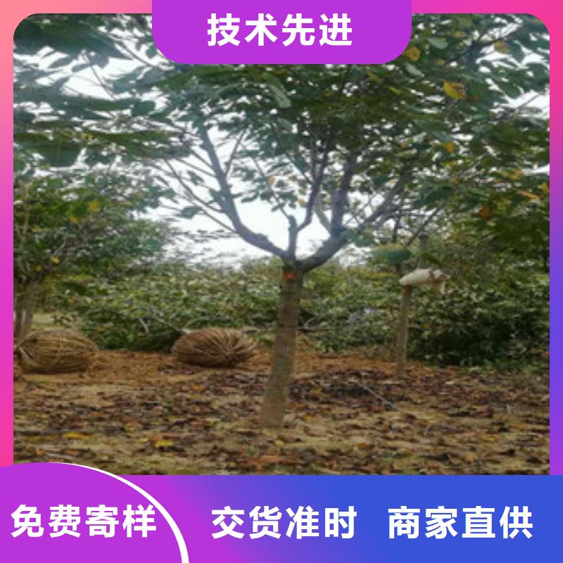 樱花蓝莓苗价格地道