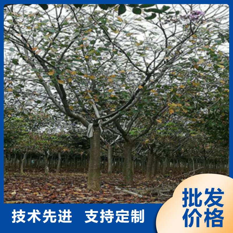 【 樱花_核桃苗 樱花苗 长果桑树苗可接急单】同城品牌