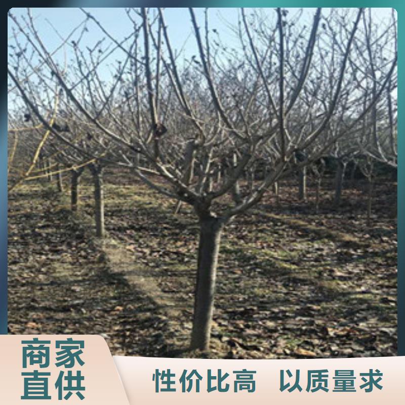 樱花占地果树加工定制