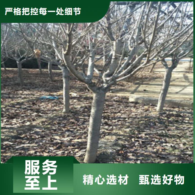 【樱花占地果树制造厂家】