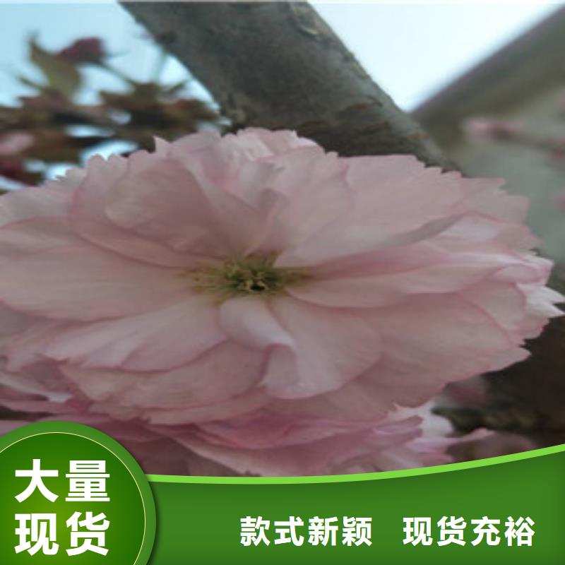 【樱花占地果树制造厂家】