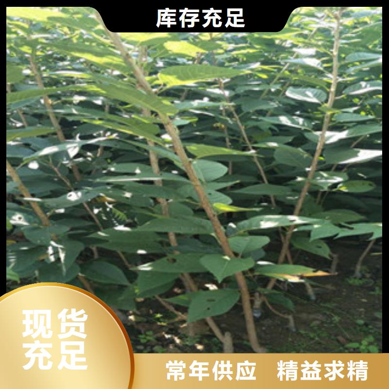 樱花核桃苗樱花苗长果桑树苗用心做品质