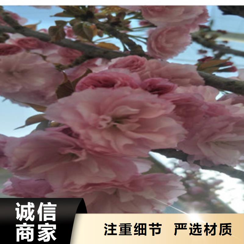 樱花蓝莓苗价格地道