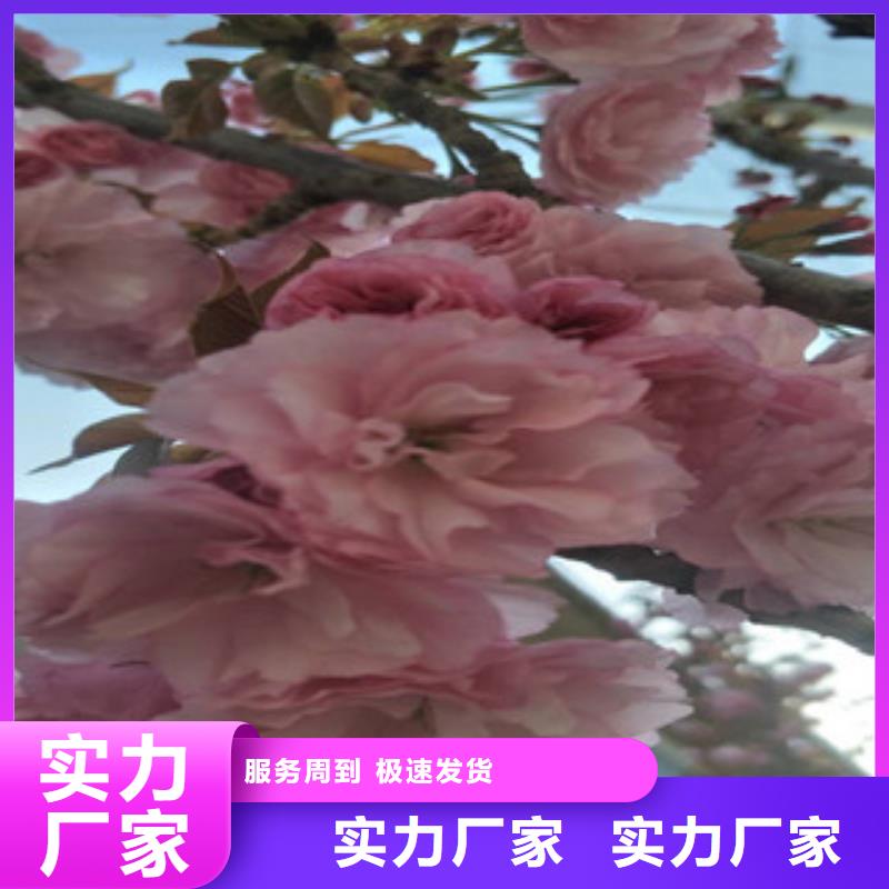 樱花蓝莓苗一手价格