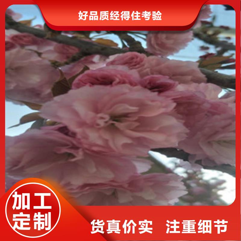 【樱花树莓苗的简单介绍】