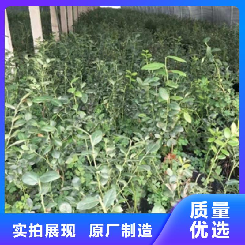 蓝莓苗占地果树大品牌值得信赖