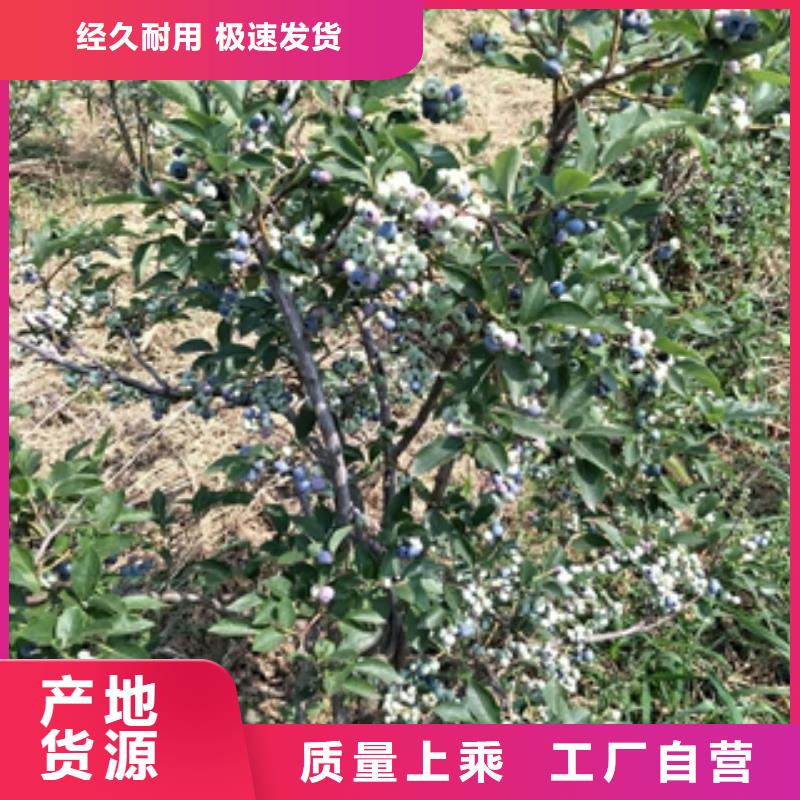 【 蓝莓苗_泰山景松 造型景松量大从优】本地品牌
