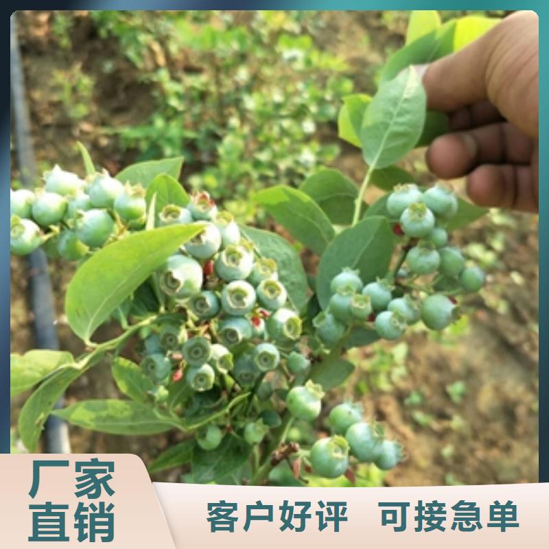 【蓝莓苗】,占地果树实力优品 正家园艺场(青海省分公司)