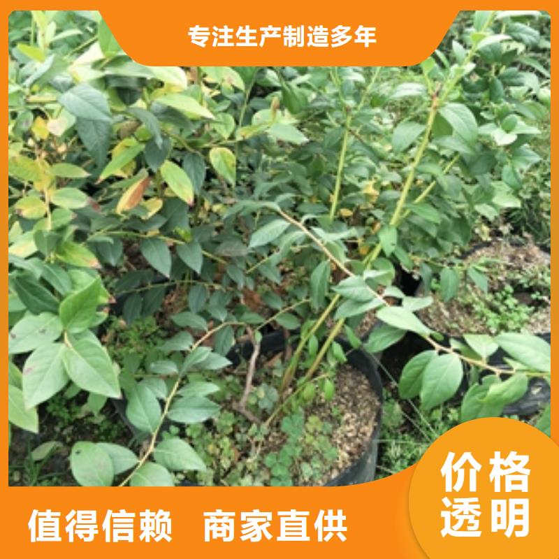 【 蓝莓苗_泰山景松 造型景松量大从优】本地品牌