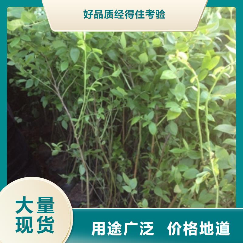 厂家技术完善【蓝莓苗】,占地果树实力优品-v651.com