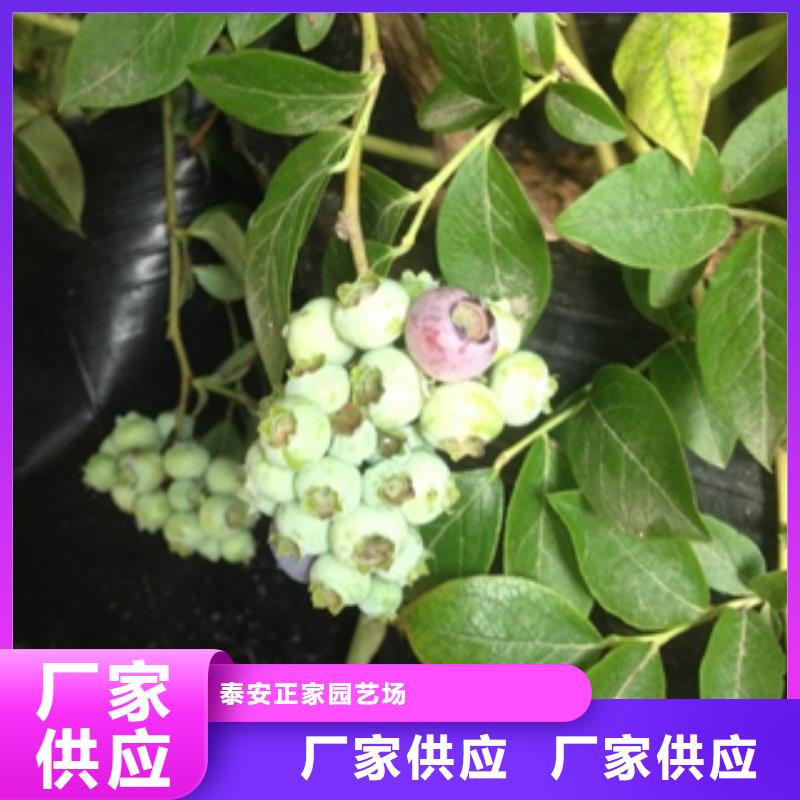 蓝莓苗,【绿化树绿化工程】发货迅速
