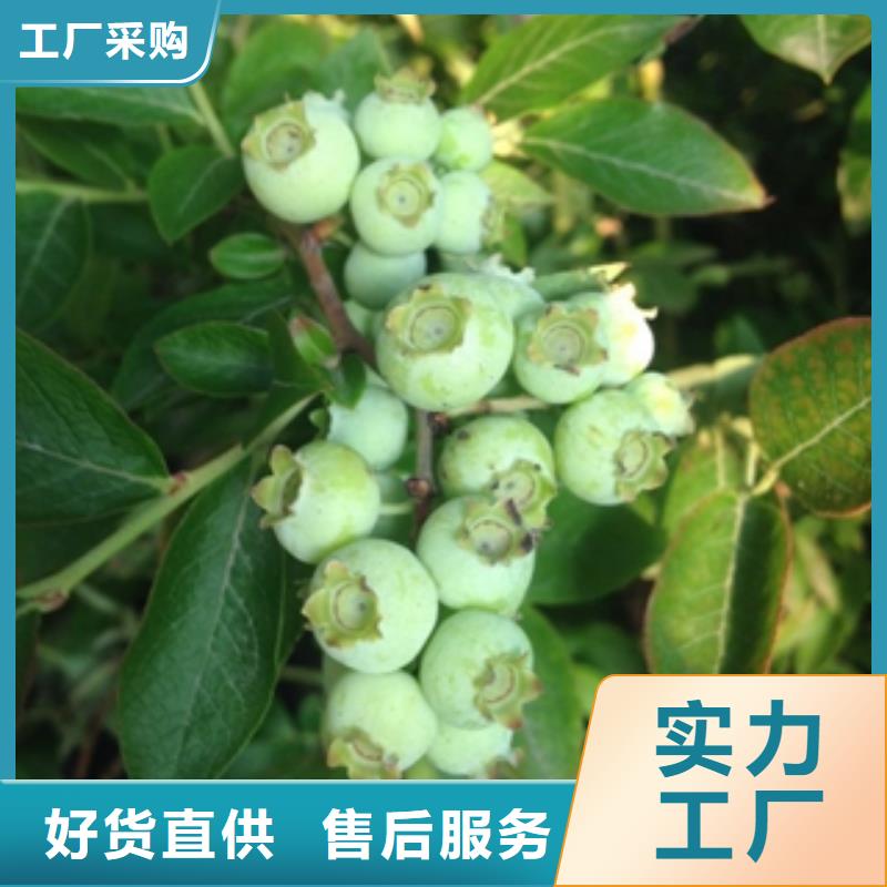 蓝莓苗,【绿化树绿化工程】发货迅速