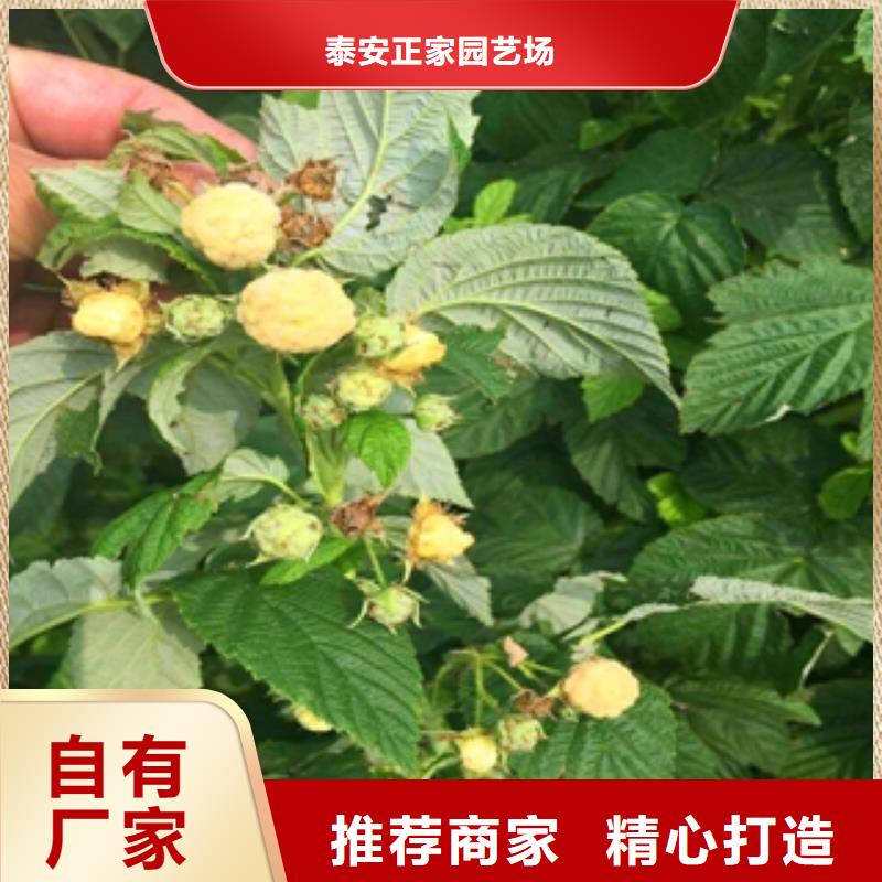 【 树莓苗_钙果苗诚信可靠】|抚远|东风|鹤岗|黑河|大庆|牡丹江|齐齐哈尔v651.com
