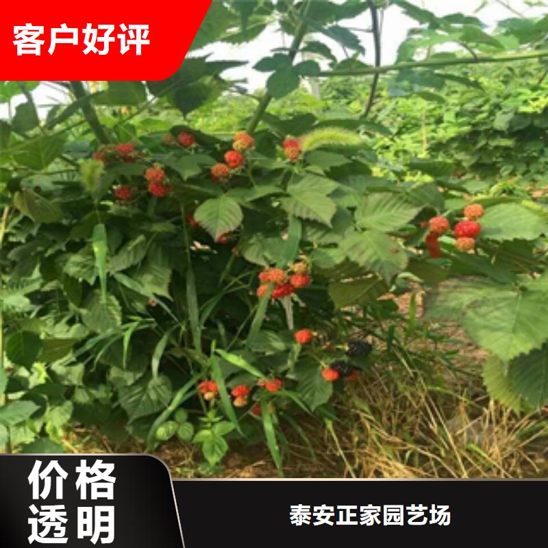 【用心做产品 树莓苗 占地果树出厂严格质检】质量牢靠_视频