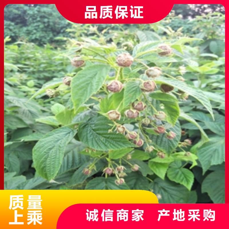 规格型号全 【 树莓苗_钙果苗诚信可靠】