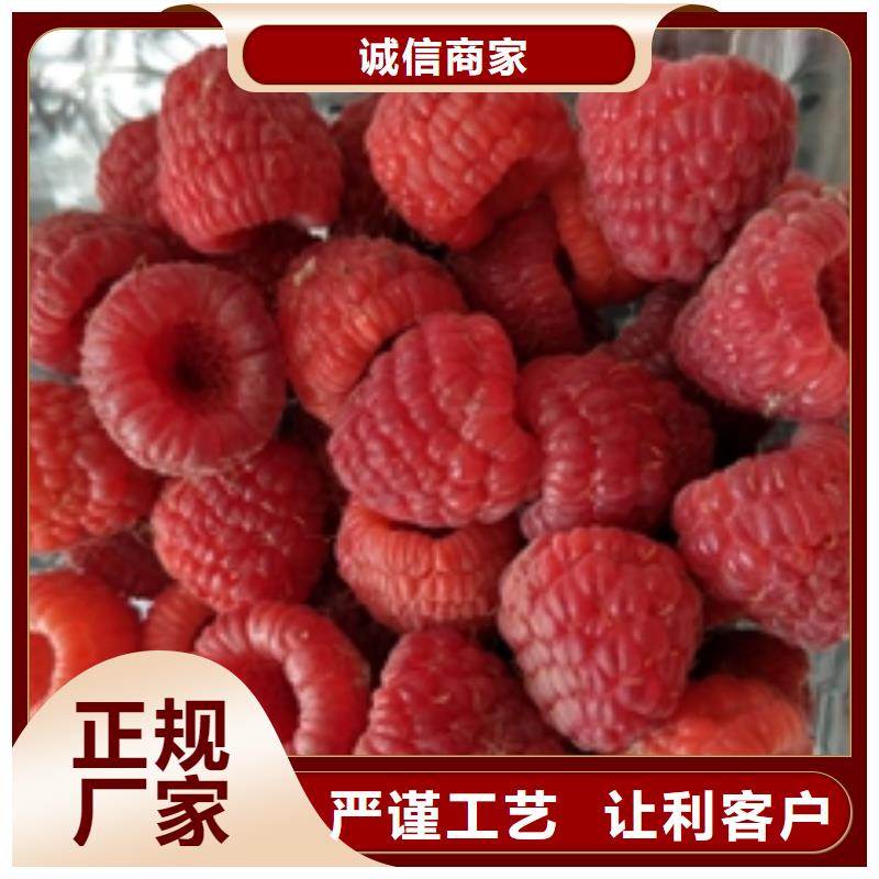 【 树莓苗-蓝莓苗的简单介绍】-服务区域包括龙口|莱山|东营|日照|济南|滨州|临沂|济宁等-产品视频