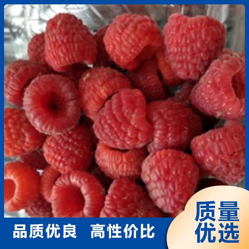 规格型号全 【 树莓苗_钙果苗诚信可靠】
