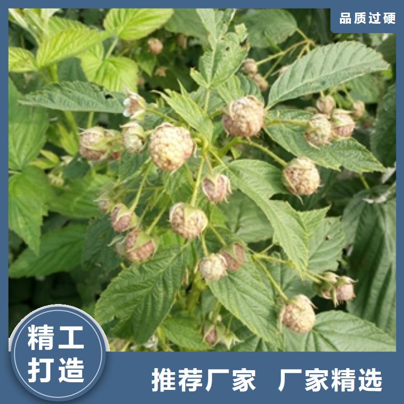 规格型号全 【 树莓苗_钙果苗诚信可靠】