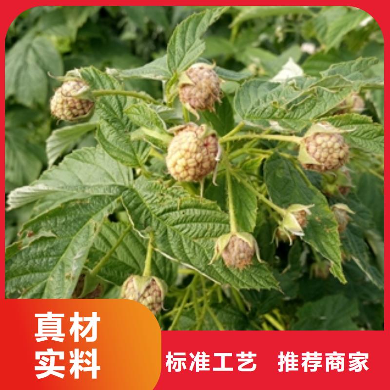 【 树莓苗-蓝莓苗的简单介绍】-服务区域包括龙口|莱山|东营|日照|济南|滨州|临沂|济宁等-产品视频
