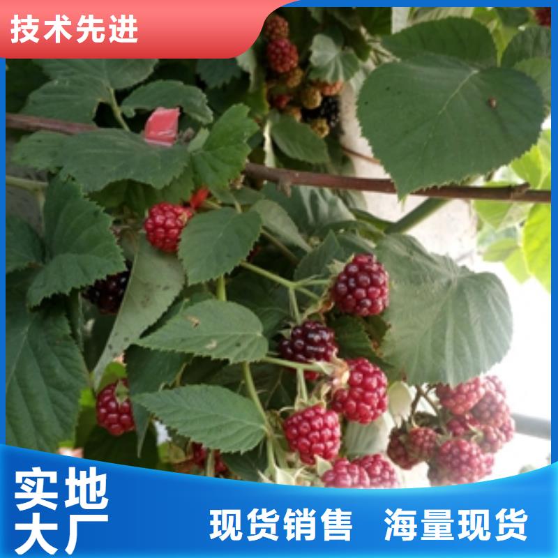 规格型号全 【 树莓苗_钙果苗诚信可靠】