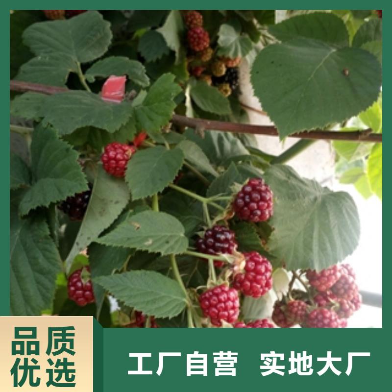 【 树莓苗-蓝莓苗的简单介绍】-服务区域包括龙口|莱山|东营|日照|济南|滨州|临沂|济宁等-产品视频