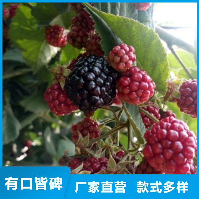 【 树莓苗-蓝莓苗的简单介绍】-服务区域包括龙口|莱山|东营|日照|济南|滨州|临沂|济宁等-产品视频