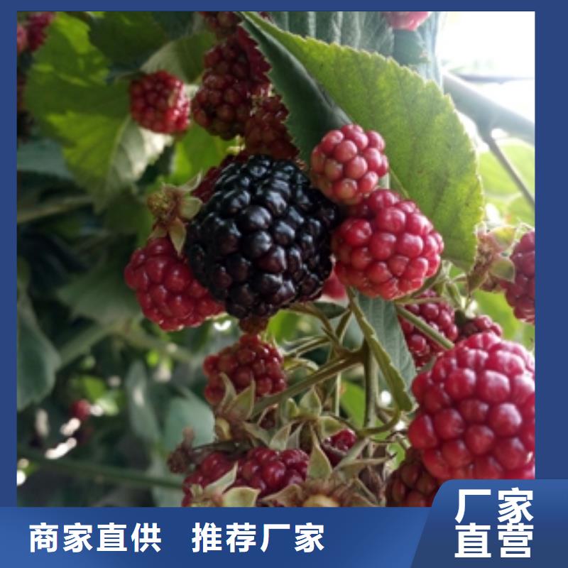 【 树莓苗_钙果苗诚信可靠】|抚远|东风|鹤岗|黑河|大庆|牡丹江|齐齐哈尔v651.com