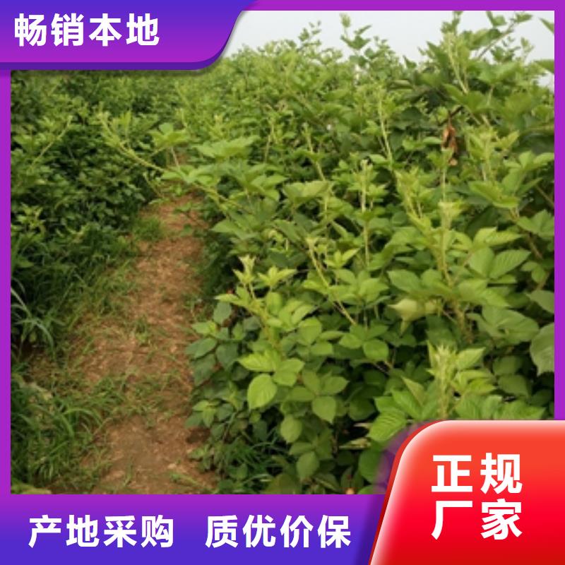 规格型号全 【 树莓苗_钙果苗诚信可靠】