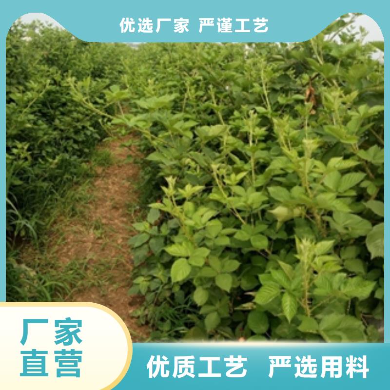 【 树莓苗-蓝莓苗的简单介绍】-服务区域包括龙口|莱山|东营|日照|济南|滨州|临沂|济宁等-产品视频