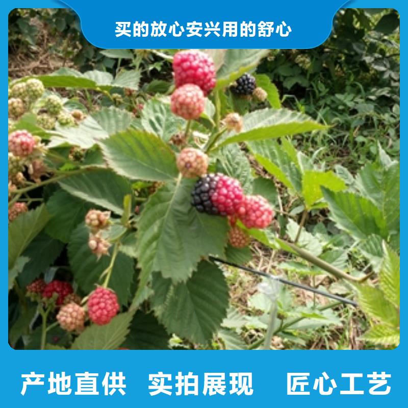 【 树莓苗_钙果苗诚信可靠】|抚远|东风|鹤岗|黑河|大庆|牡丹江|齐齐哈尔v651.com