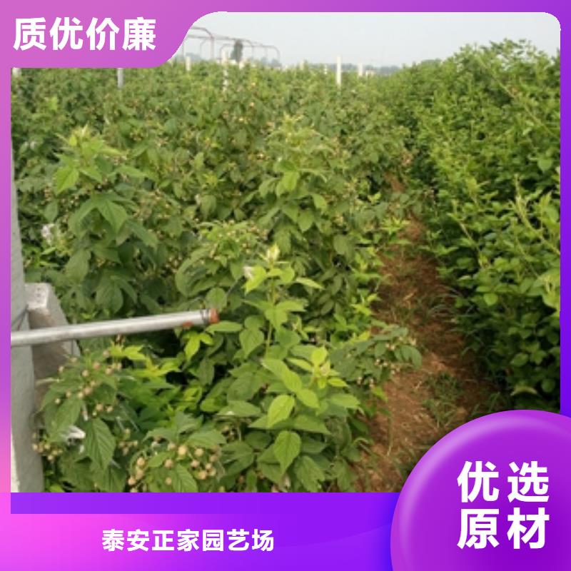 【 树莓苗-蓝莓苗的简单介绍】-服务区域包括龙口|莱山|东营|日照|济南|滨州|临沂|济宁等-产品视频