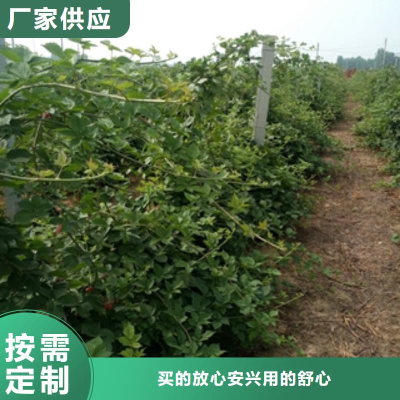 【 树莓苗-蓝莓苗的简单介绍】-服务区域包括龙口|莱山|东营|日照|济南|滨州|临沂|济宁等-产品视频
