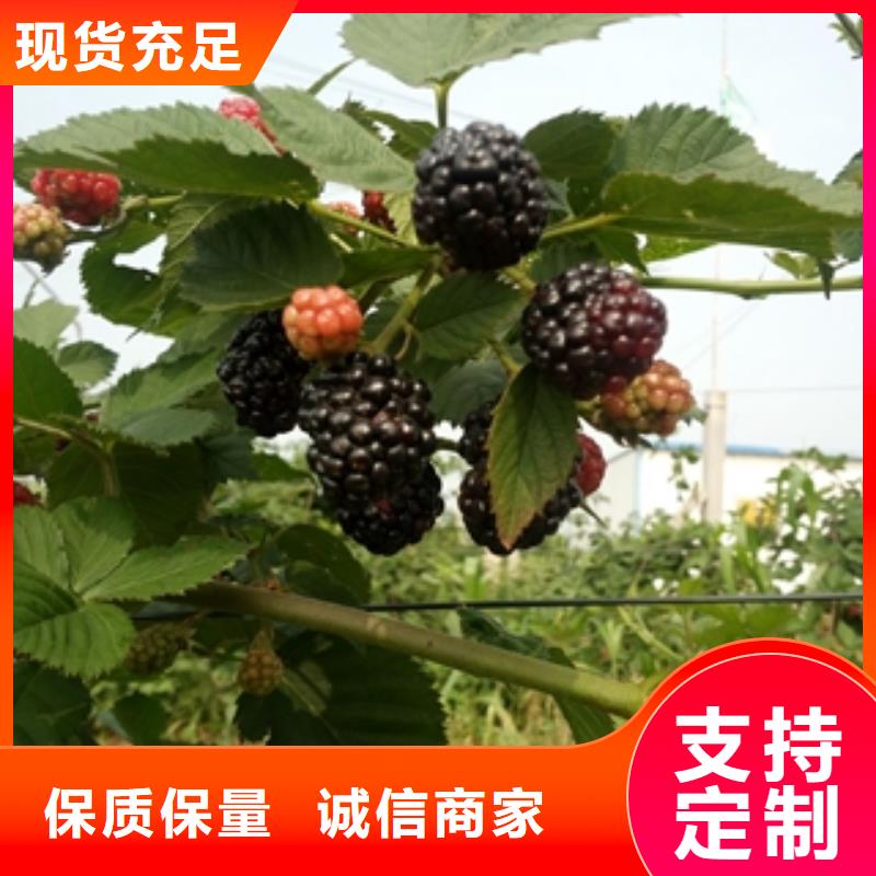 规格型号全 【 树莓苗_钙果苗诚信可靠】