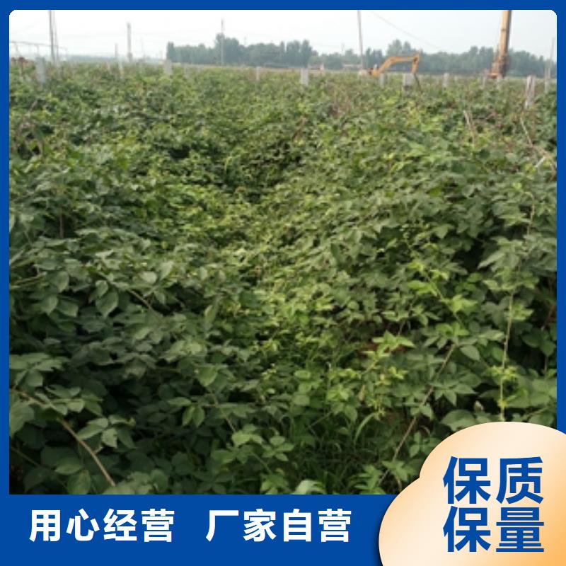 规格型号全 【 树莓苗_钙果苗诚信可靠】