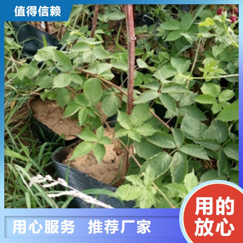 【 树莓苗_钙果苗诚信可靠】|抚远|东风|鹤岗|黑河|大庆|牡丹江|齐齐哈尔v651.com