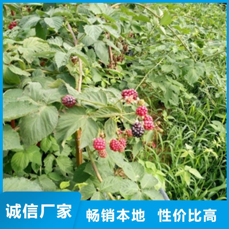 【 树莓苗-蓝莓苗的简单介绍】-服务区域包括龙口|莱山|东营|日照|济南|滨州|临沂|济宁等-产品视频