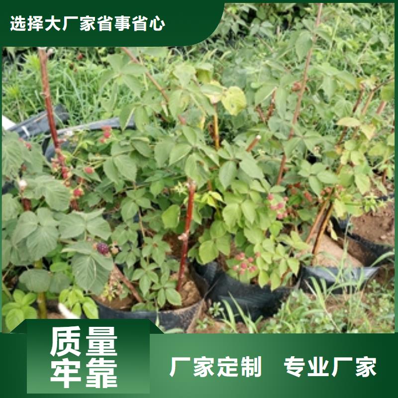 【 树莓苗-蓝莓苗的简单介绍】-服务区域包括龙口|莱山|东营|日照|济南|滨州|临沂|济宁等-产品视频