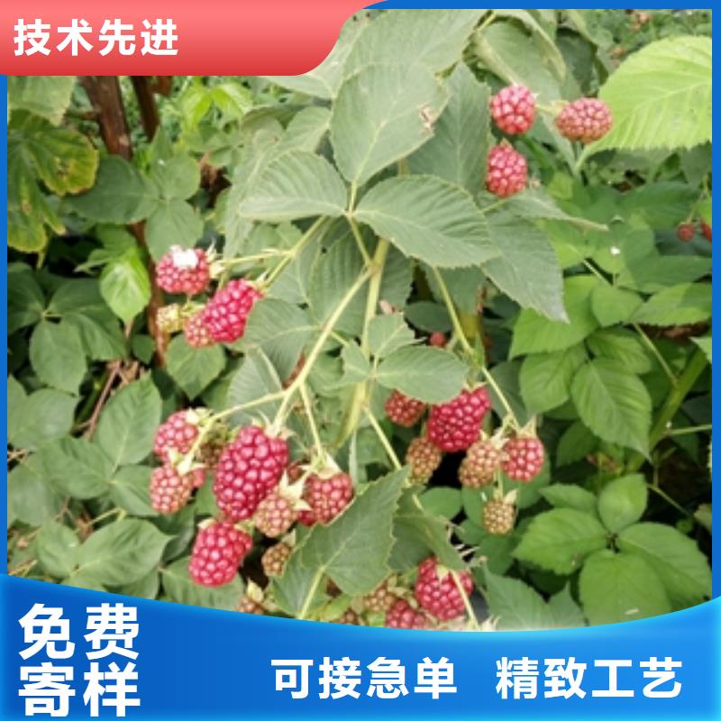 【 树莓苗_钙果苗诚信可靠】|抚远|东风|鹤岗|黑河|大庆|牡丹江|齐齐哈尔v651.com