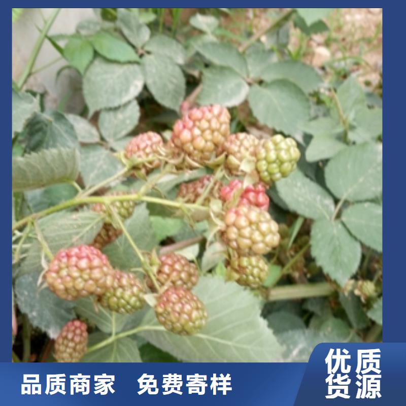 【 树莓苗_钙果苗诚信可靠】|抚远|东风|鹤岗|黑河|大庆|牡丹江|齐齐哈尔v651.com